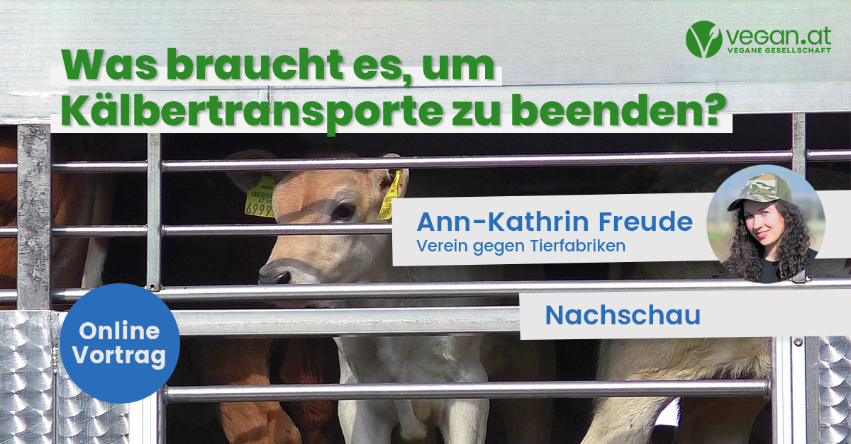 Nachschau Online-Talk: Was braucht es, um Kälbertransporte zu beenden?