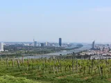 © Pexels | Heinz Reisenhofer Weinstöcke, dahinter Weitblick auf Donau und Wien