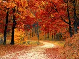© Pexels | Pixabay Herbstlicher Wald voller Bäume mit orange- und rotgefärbten Blättern