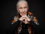 Jane Goodall: Verhaltensforscherin, UN-Friedensbotschafterin & Aktivistin