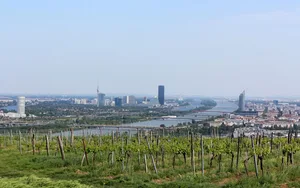 Weinstöcke, dahinter Weitblick auf Donau und Wien