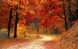 Herbstlicher Wald voller Bäume mit orange- und rotgefärbten Blättern