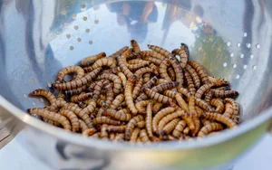 Mehlwurmpulver in Brot? 