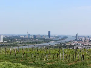 © Pexels | Heinz Reisenhofer Weinstöcke, dahinter Weitblick auf Donau und Wien