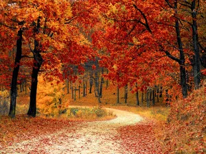 © Pexels | Pixabay Herbstlicher Wald voller Bäume mit orange- und rotgefärbten Blättern