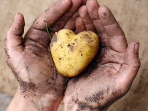 11 Milliarden - Die weltweiten Folgen unserer Gier nach Fleisch