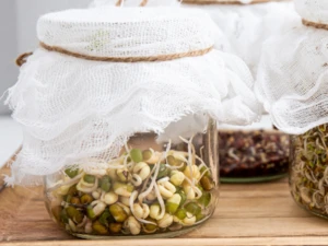 Keimen, Kochen, Genießen: Hülsenfrüchte in der pflanzlichen Küche