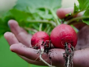 Regionales Einkaufen: Biokistln, Foodcoops und Co.