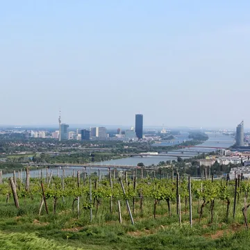 © Pexels | Heinz Reisenhofer Weinstöcke, dahinter Weitblick auf Donau und Wien