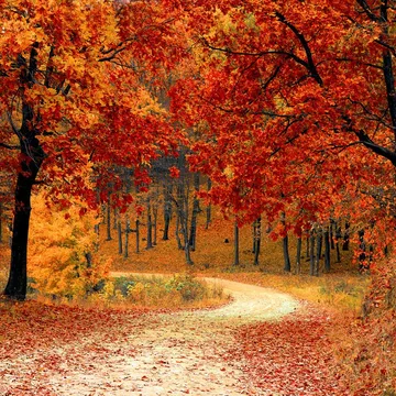 © Pexels | Pixabay Herbstlicher Wald voller Bäume mit orange- und rotgefärbten Blättern