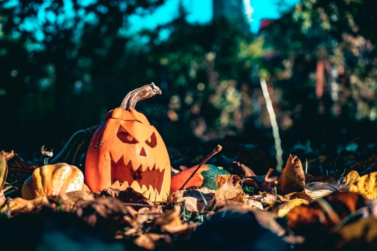 Ein ausgehöhlter Kürbis mit einem geschnitzten Gesicht liegt in herbstlichem Laub
