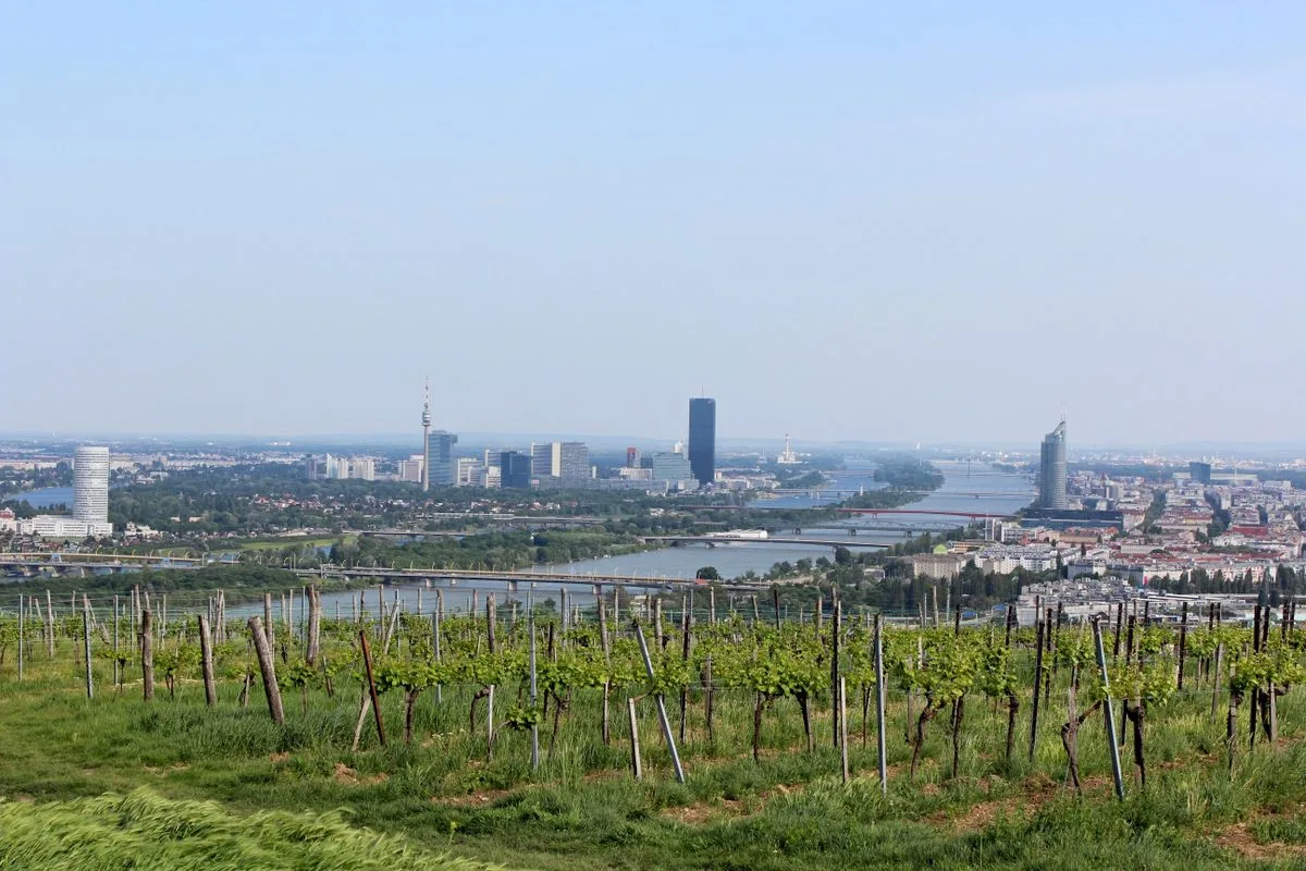 Weinstöcke, dahinter Weitblick auf Donau und Wien