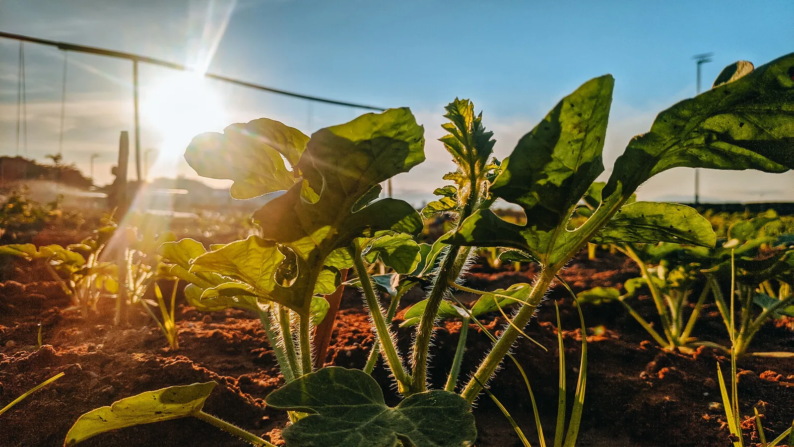 Landwirtschaft im Sonnenlicht