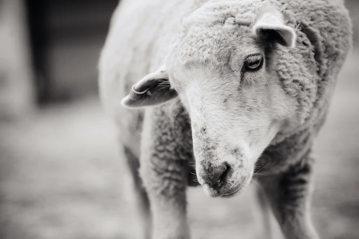 02_quelle_jo-anne_mcarthur_we_animals.jpg