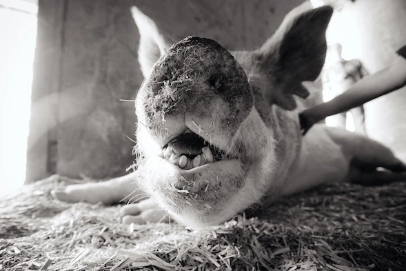 03_quelle_jo-anne_mcarthur_we_animals.jpg
