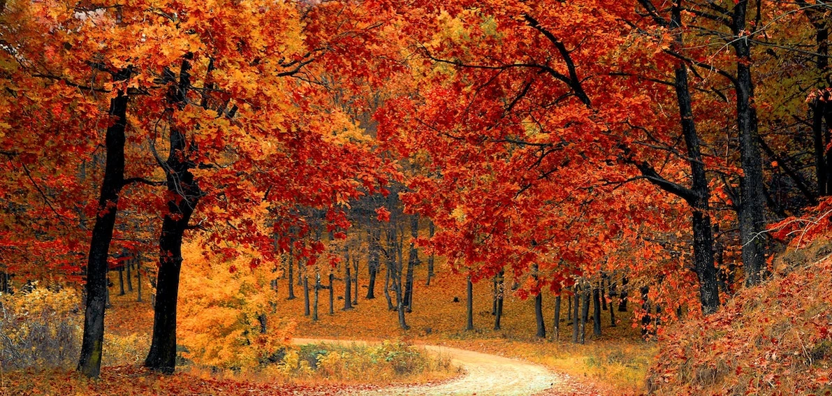 herbstlicher Wald mit rot, orange und gelb gefärben Laubbäumen