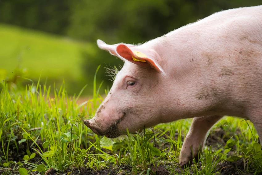 das_leben_der_schweine1_0_1.jpg