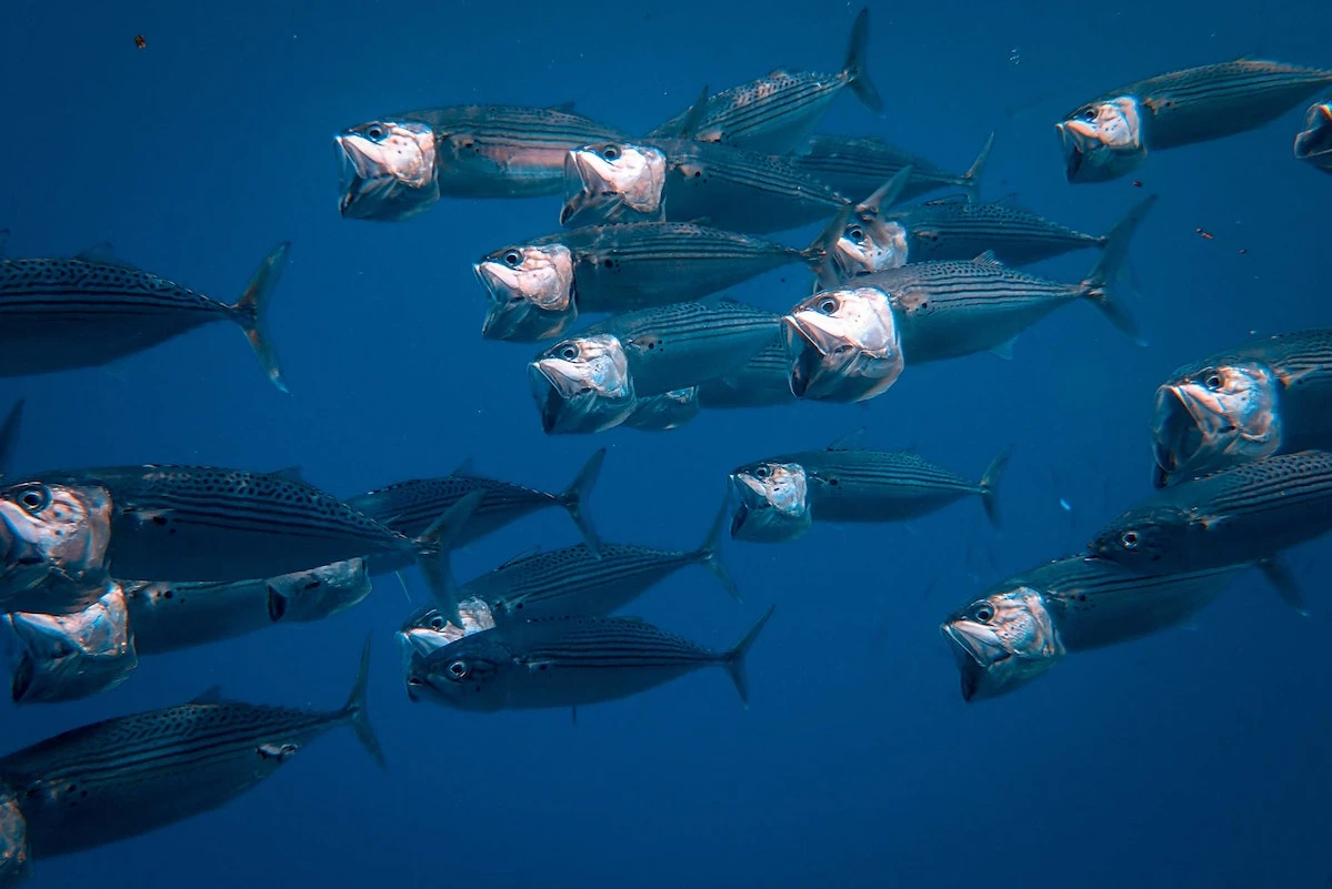 fische_07.jpg