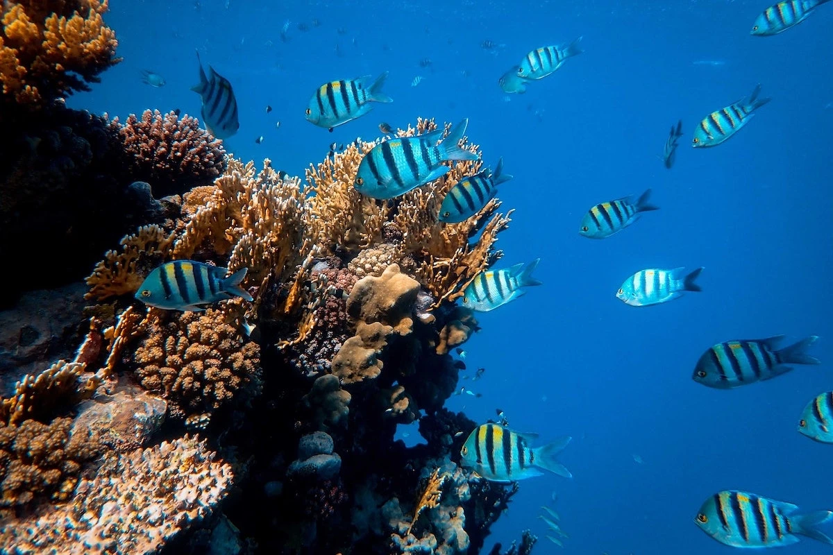 fische_4.jpg