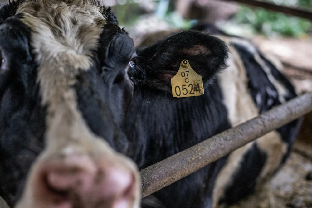 foto_03_quelle_jo-anne_mcarthur_we_animals.jpg