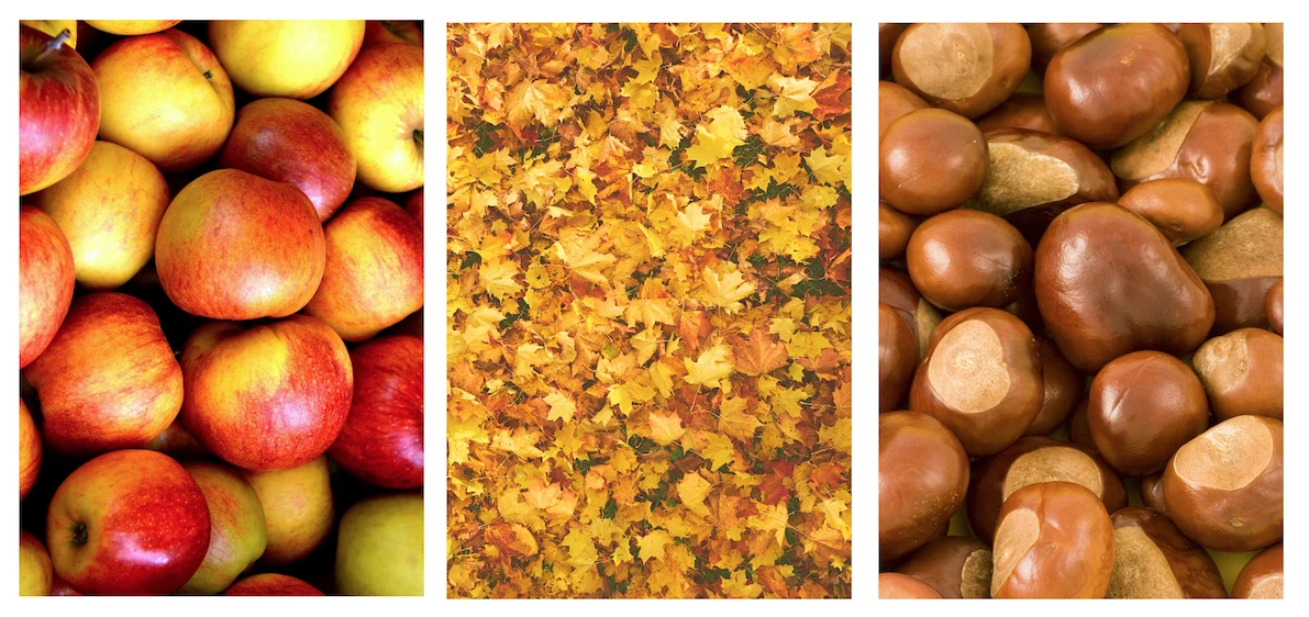 gelb-rote Äpfel, herbstlich gefärbtes Laub und Kastanien