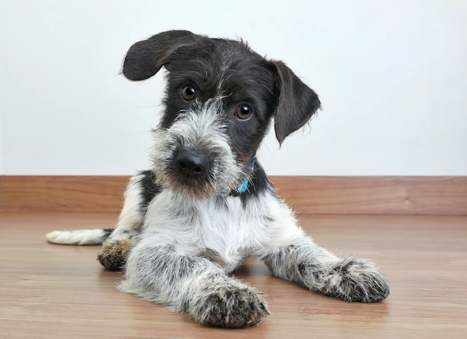 hunde_image.jpg