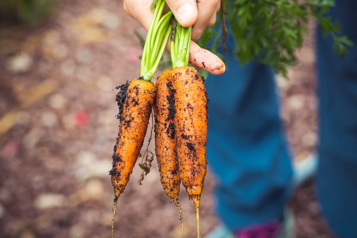 image_carrot.jpg