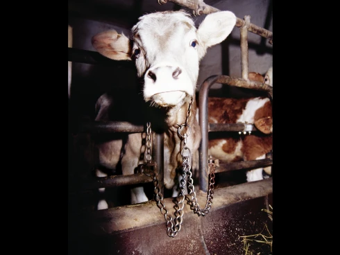 Kalb