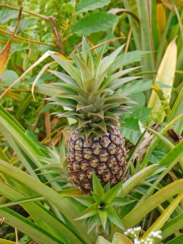 pinatex_-_ananasleder_0.jpg