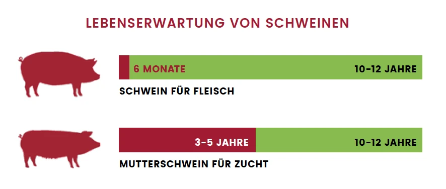 schwein_02.png