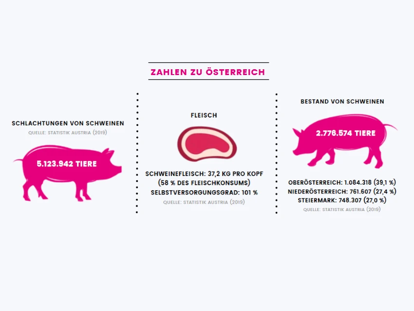 schweine_statistik.png