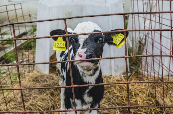 wam29172_credit_andrew_skowron_we_animals_media.jpg